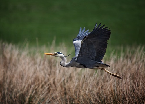 Grey Heron in Flight.jpg